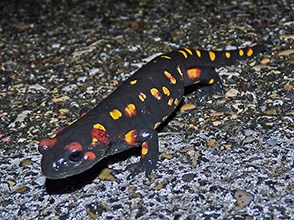 Fire Salamander - Salamandra salamandra © John Muddeman